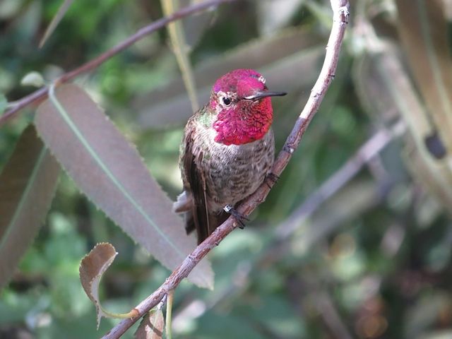 Hummingbirds from backyards and beyond